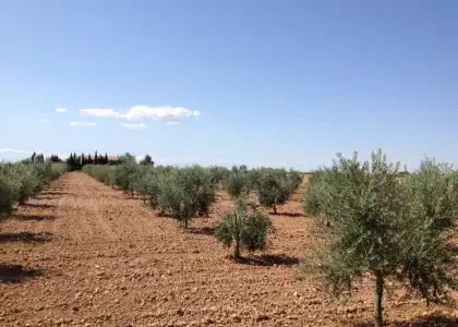 Chalet en parcela rustica con olivar en Manzanares