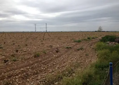 finca rustica de viñedo en venta en Alcázar de San Juan