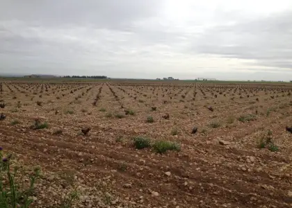 finca rustica de viñedo en venta en Alcázar de San Juan