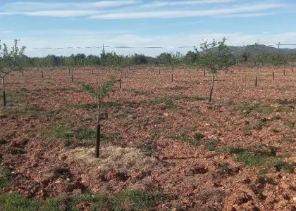 Finca Rústica en Valdepeñas, Carretera Infantes en Valdepeñas