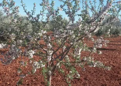 Finca Rústica en Valdepeñas, Carretera Infantes en Valdepeñas