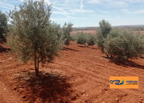 Finca Rústica en Valdepeñas, Carretera Santa Cruz