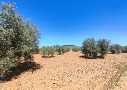 Finca Rústica en Valdepeñas, Carretera Torre Nueva en Valdepeñas