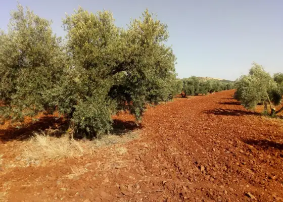 Finca Rústica en Valdepeñas, Carretera Torre Nueva