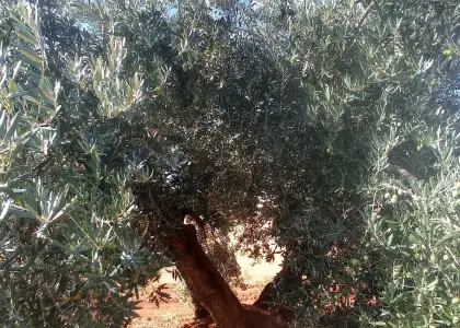 Finca Rústica en Valdepeñas, Nacional - IV en Valdepeñas