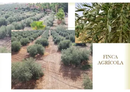 Finca rústica en venta en Santa Cruz de Mudela en Santa Cruz de Mudela