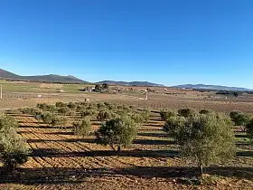 Finca Rústica Venta Carretara del Cristo, Valdepeñas en Valdepeñas