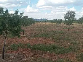 Finca Rústica Venta Carretera Infantes, Valdepeñas