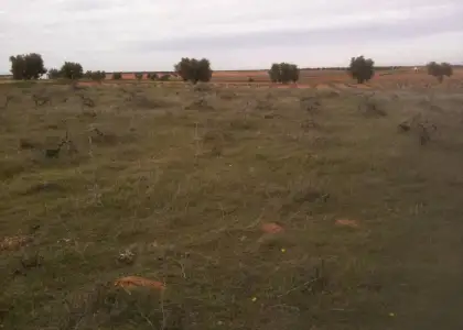 Se vende parcela rustica en La Solana