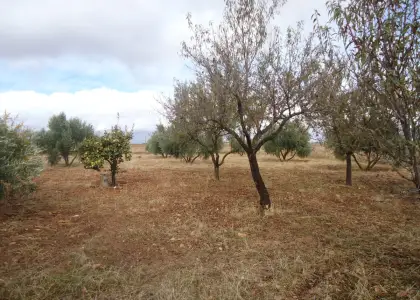 Venta de finca rustica en Camino Paraje de Perniles en Manzanares