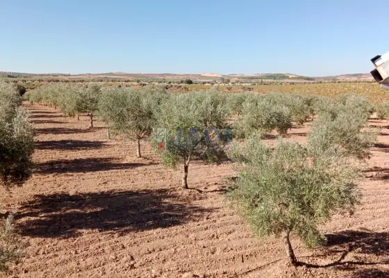 venta de finca rústica en Valdepeñas, CAMPO