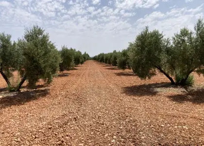 Venta Finca RÃºstica Membrilla, Membrilla en Membrilla